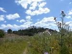 FZ026710 Thistles by Puig de Massa Santa Eulària des Riu.jpg